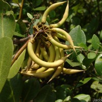 Aegiceras corniculatum (L.) Blanco